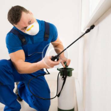 Common Oklahoma Household Pests That Trigger Allergies and Asthma